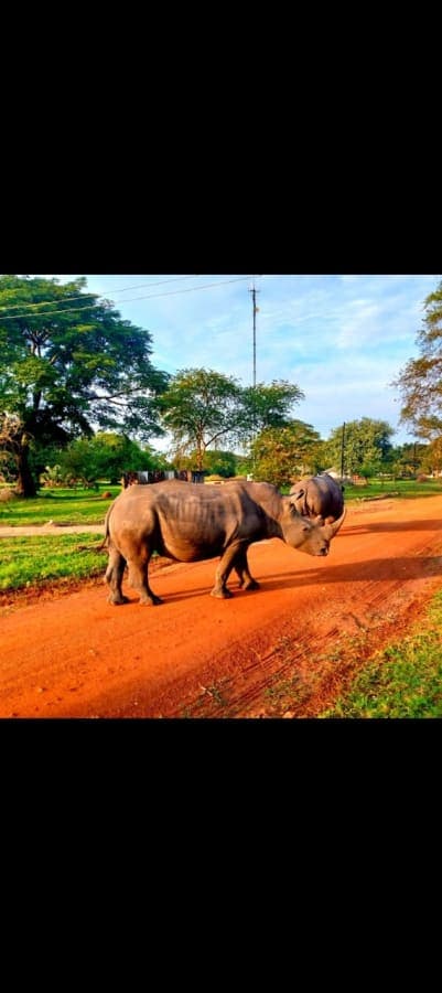 White rhinos in Ziwa rhino sanctuary 