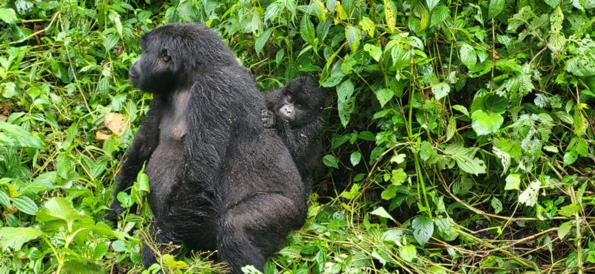 Mountain Gorillas
