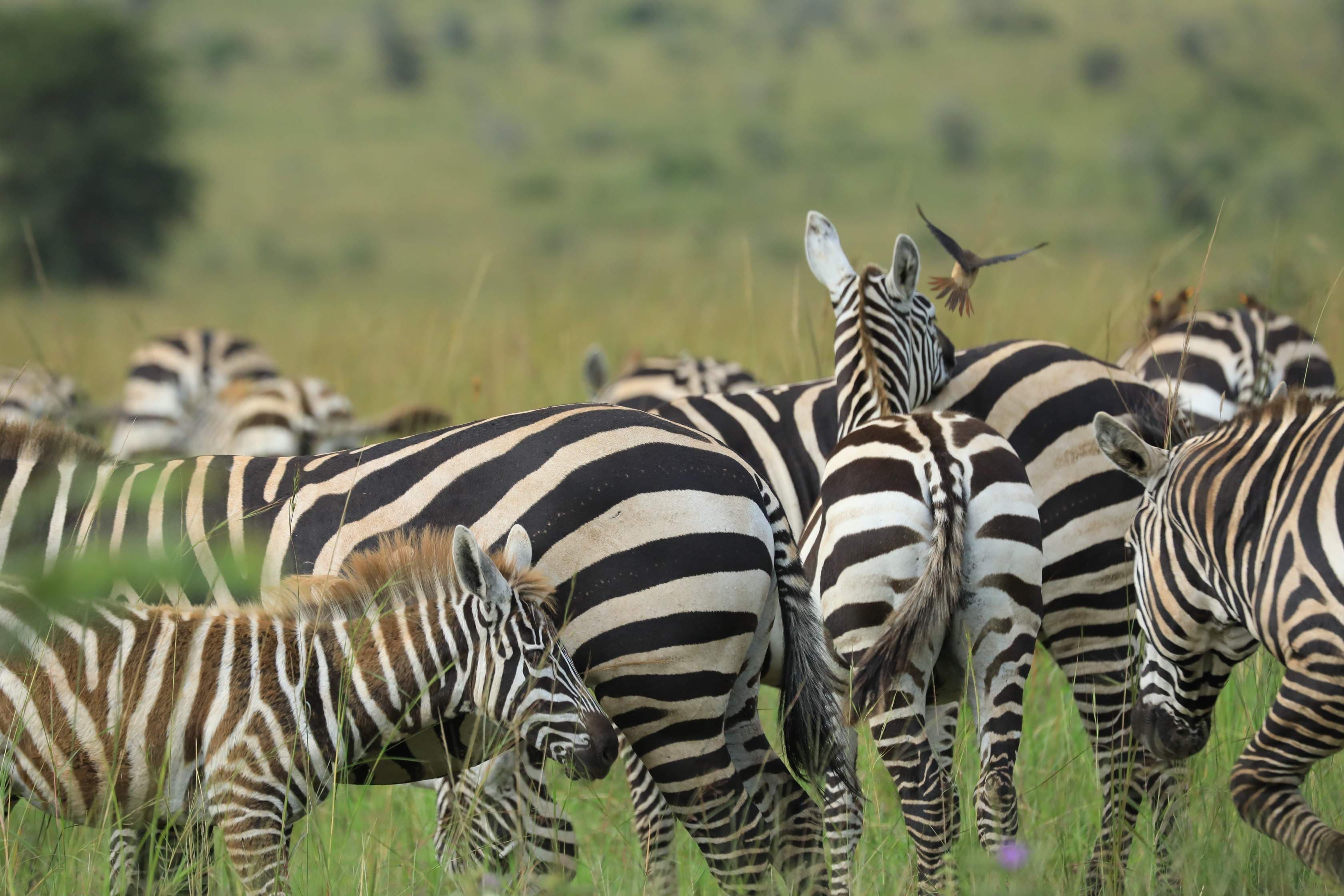 Kidepo · zebra herd