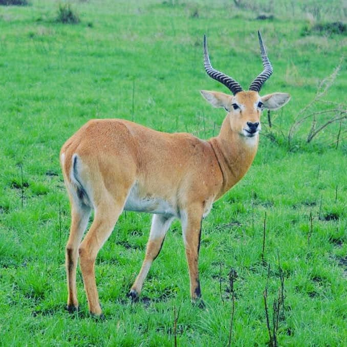 Lake Mburo