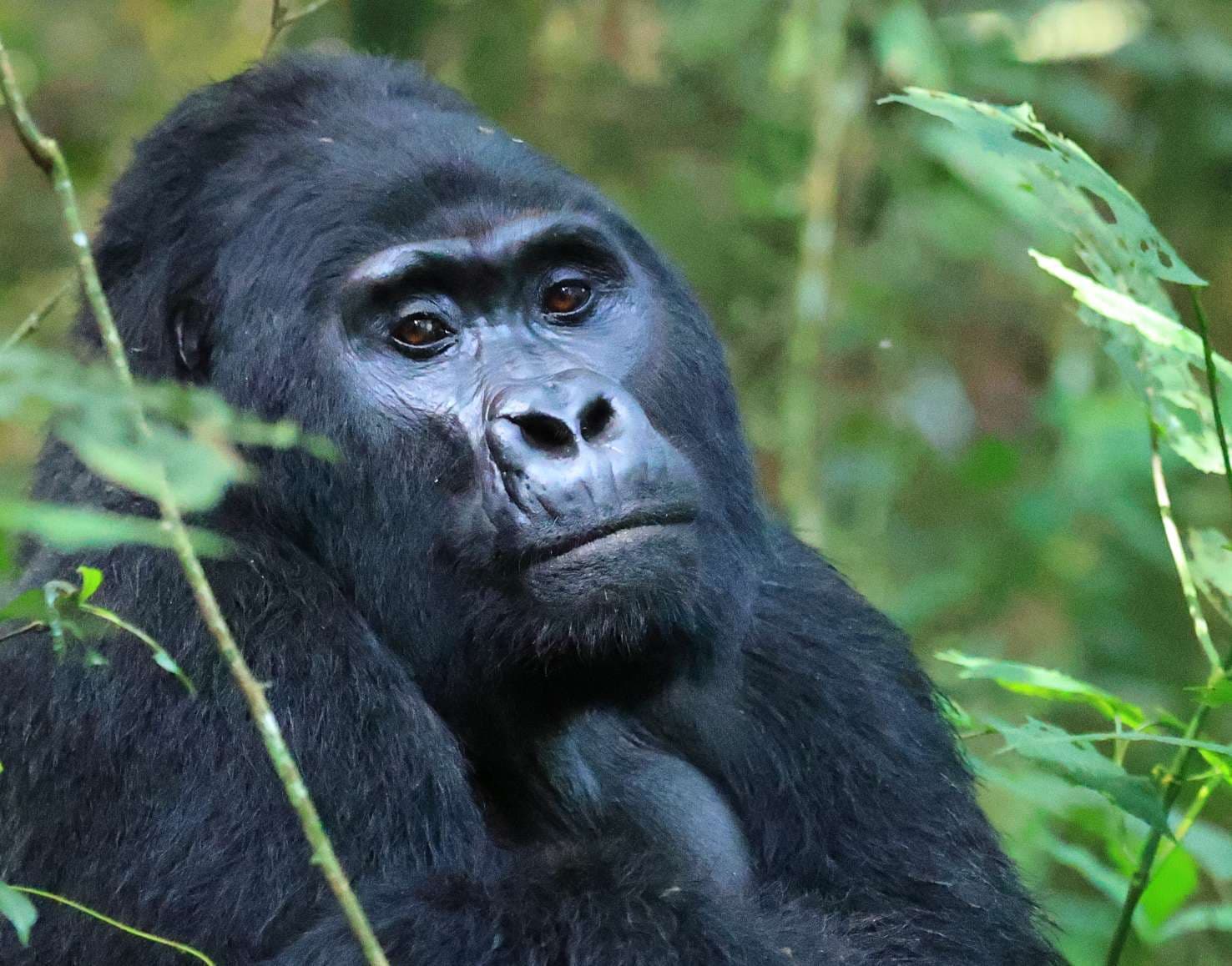 The Gorilla & the Nile