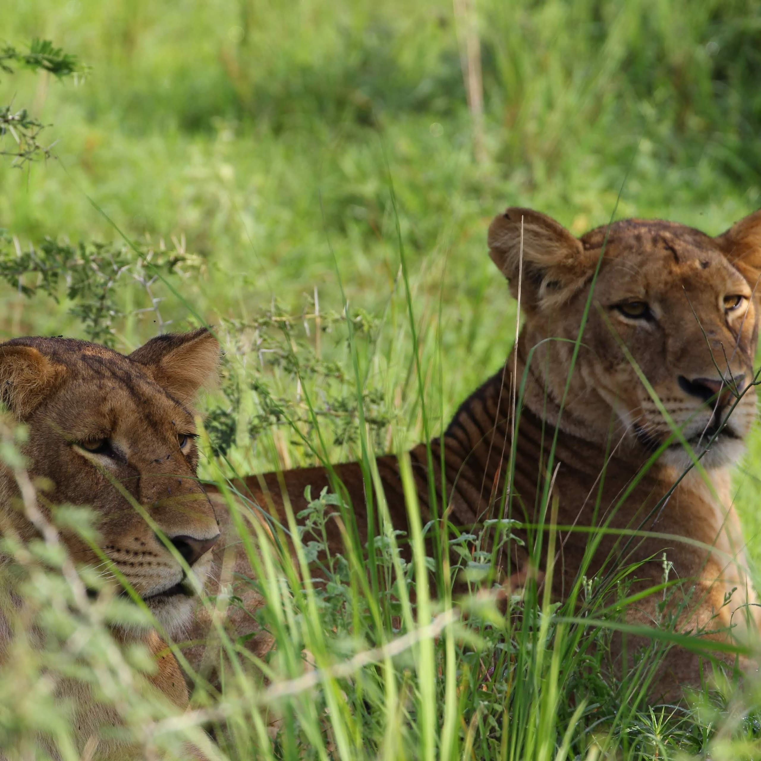 Queen Elizabeth · lions