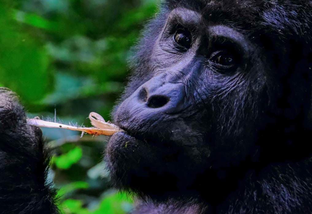 Bwindi · gorilla